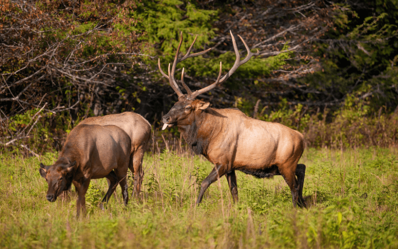 Bull elks in Cataloochee Valley