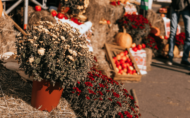 Outdoor fall festival in Maggie Valley with craft vendors